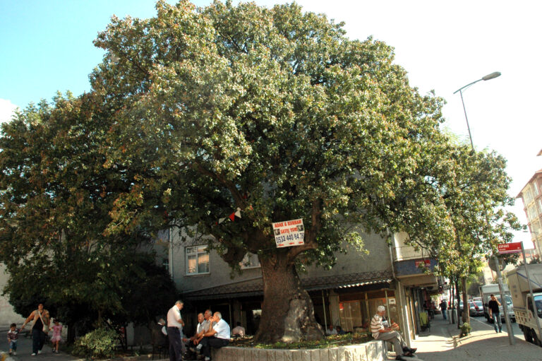 Bahçelievler in en yaşli ağacıKocasinan Sakız Agacı