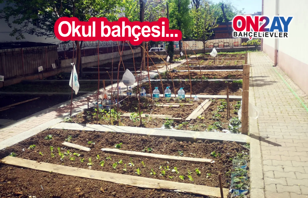 Okul bahçesinde meyve, sebze yetiştiriyorlar..