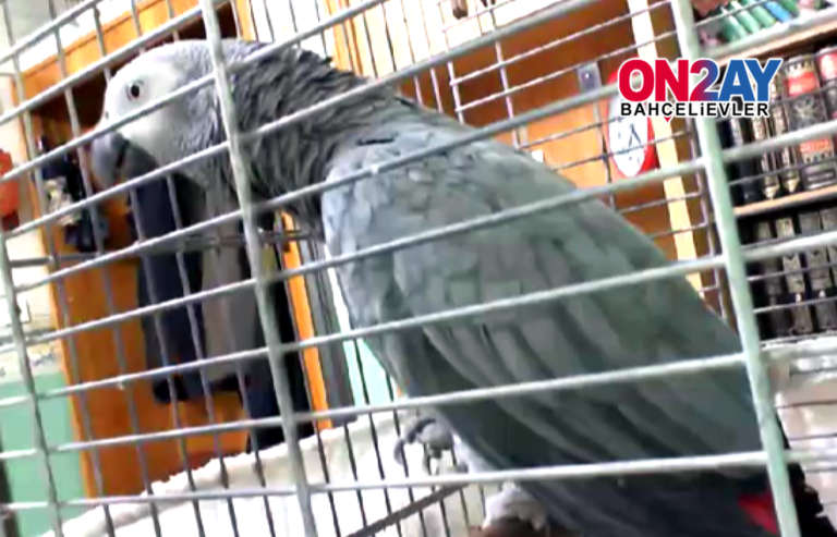 Paşa isimli papağan Başkan Erdoğan diyor