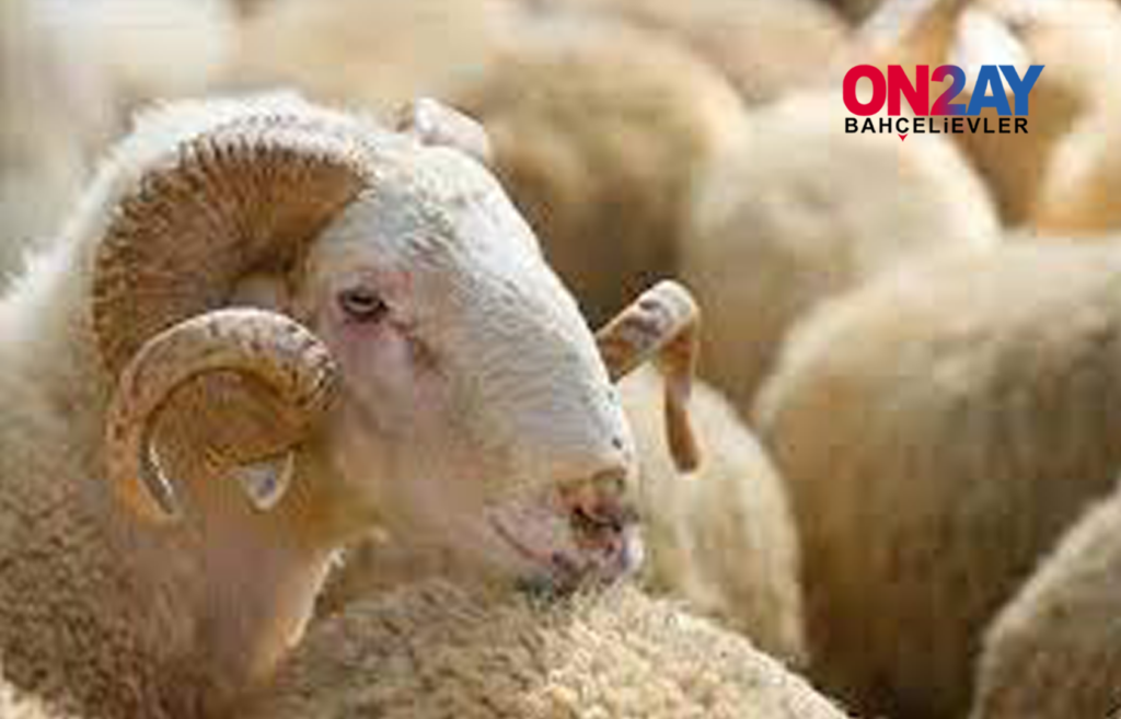 Bahçelievler, kurbanlık hayvan girişleri başladı