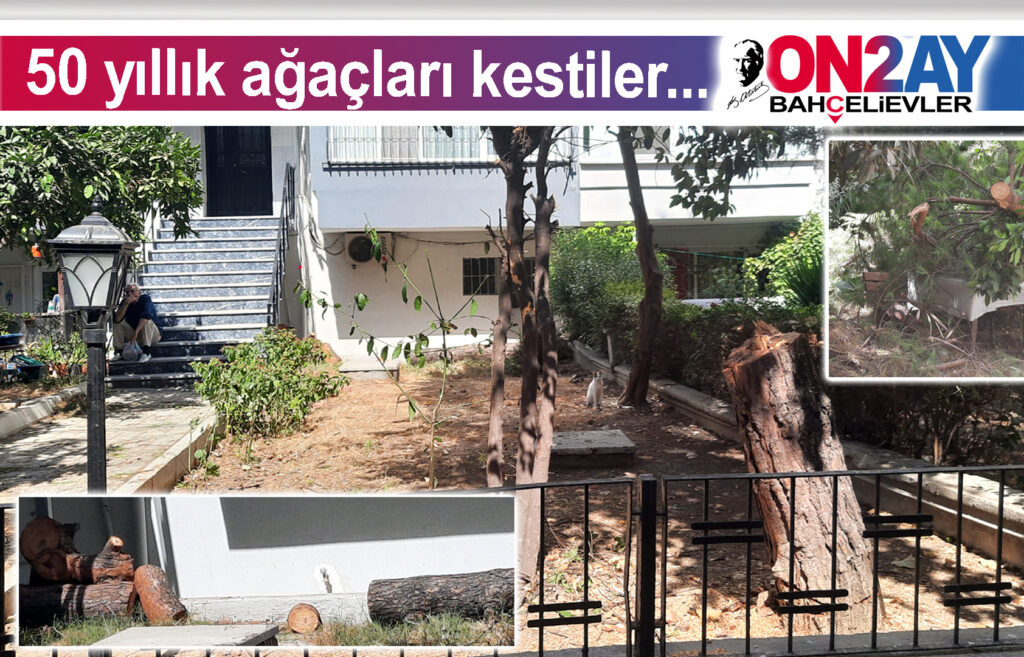 50 yıllık ağaçları kestiler..