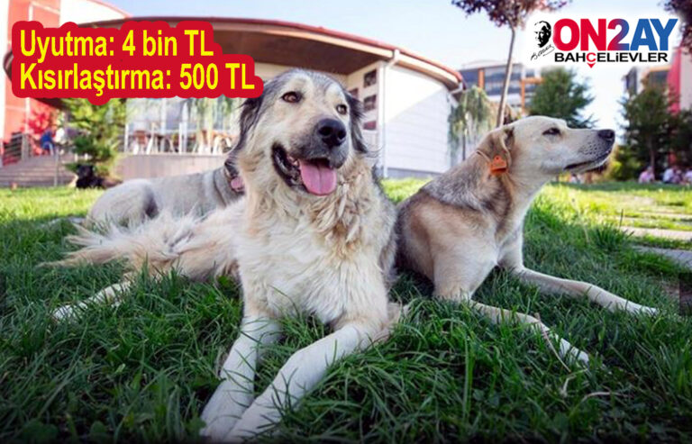 Büyük tepki toplayan sokak köpekleri