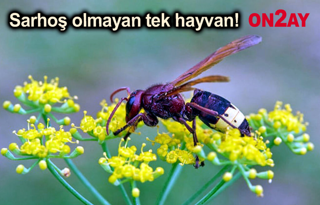 Manset copy
