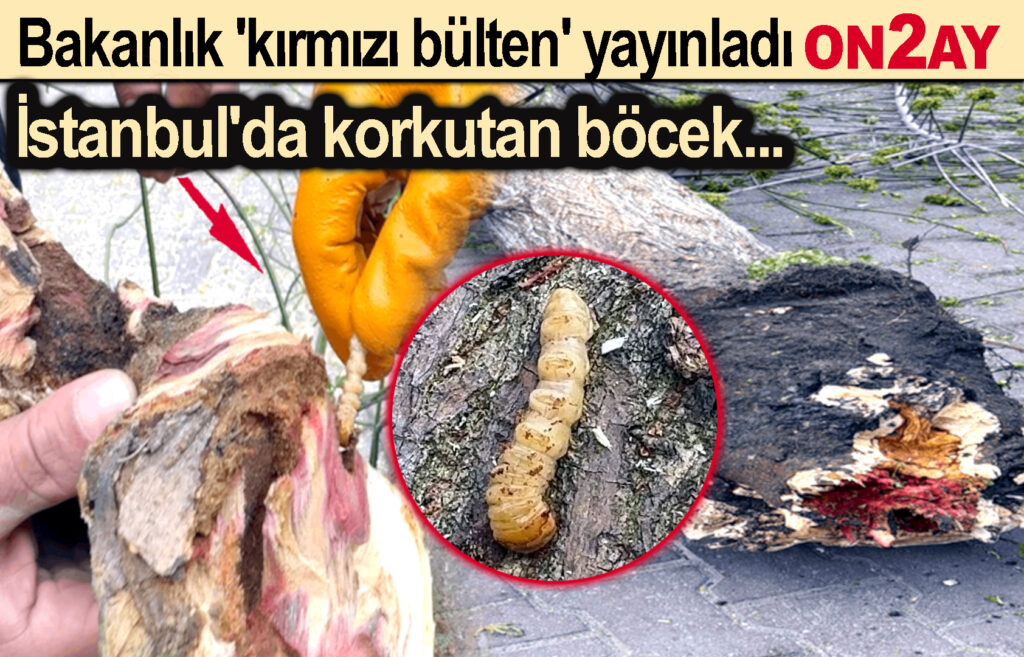 ağaçların ölümüne yol açan Turunçgil Uzun Antenli Böceği