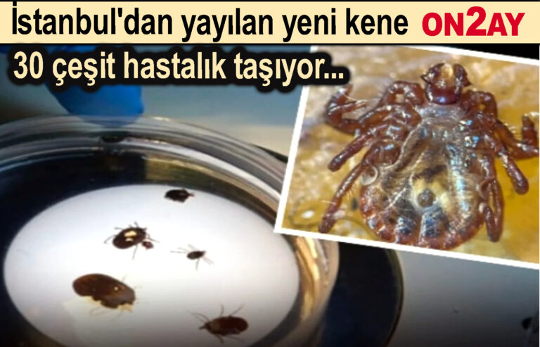 İstanbul'dan yayılan yeni kene 30 çeşit hastalık taşıyor