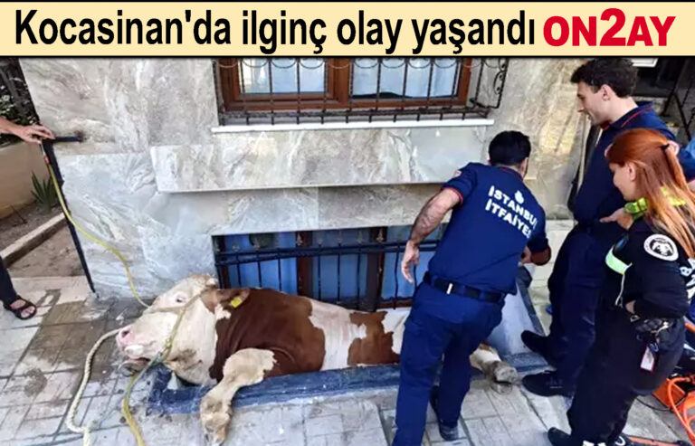 Kurbanlık, pençere boşluğuna düştü, Bahçelievler, Kocasinan'da ilginç bir olay yaşandı