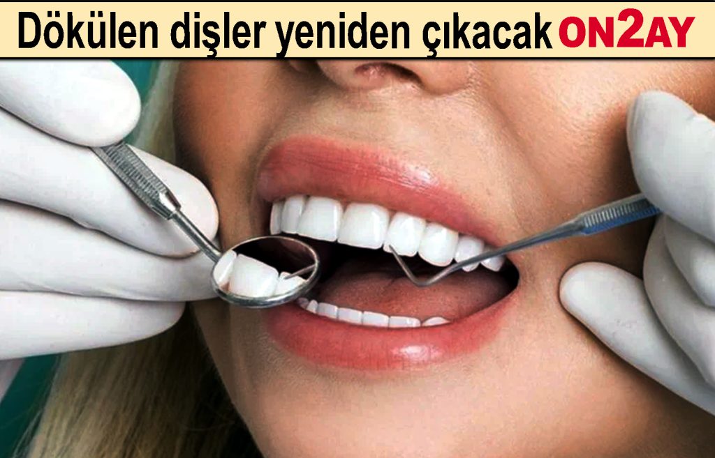 Dökülen dişler yeniden çıkacak