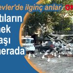 Bahçelievler, Şirinevler, Martıların yemek savaşı kamerada