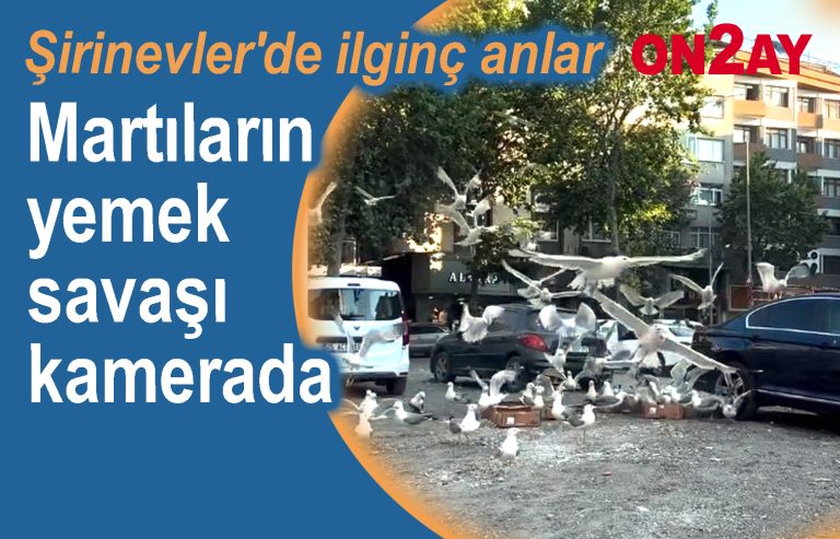 Bahçelievler, Şirinevler, Martıların yemek savaşı kamerada