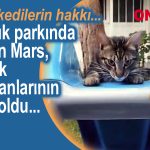 Mars mutlu, ya diğer sokak kedileri?  