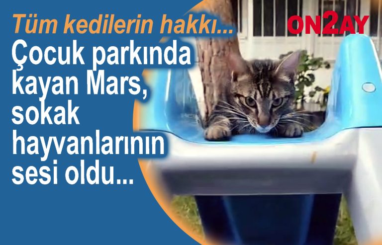 Sokak hayvanları, Sokak kedileri, Mars, kedi